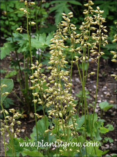 Prairie Alumroot (Heuchera richardsonii) The flowers start greenish and fade to this tan color.